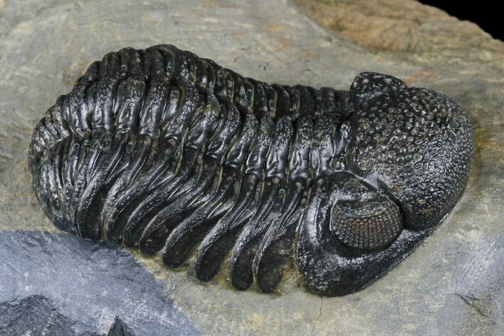 Austerops Trilobite - Nice Eye Facets #174733